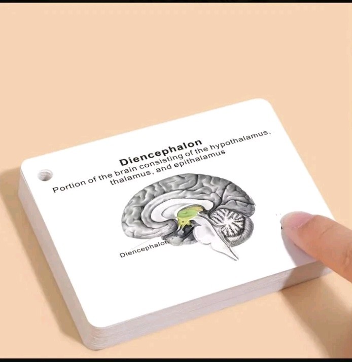 Human Brain Anatomy Pocket Sized Flashcards Medical Nursing Exam Neuroscience