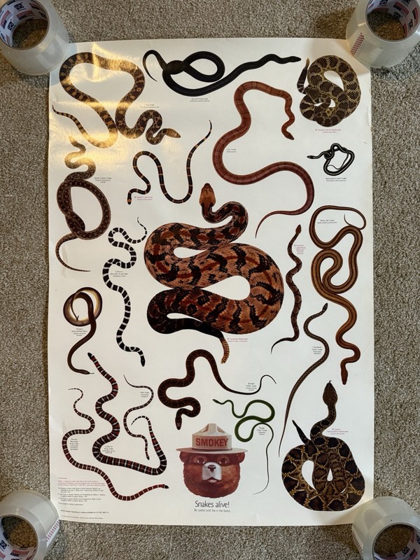 VTG Snakes Alive! Snakes Species Smokey The Bear Info 1980s Science Poster Sign