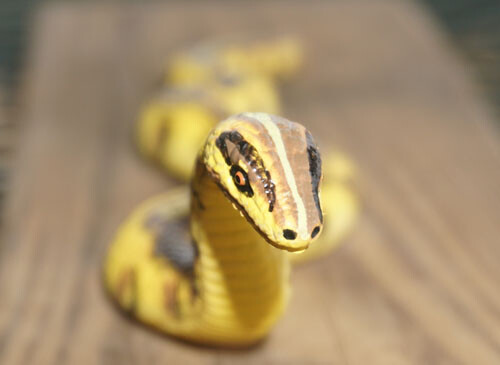 Python Replica - Little Slithering AAA Polyvinyl gallery