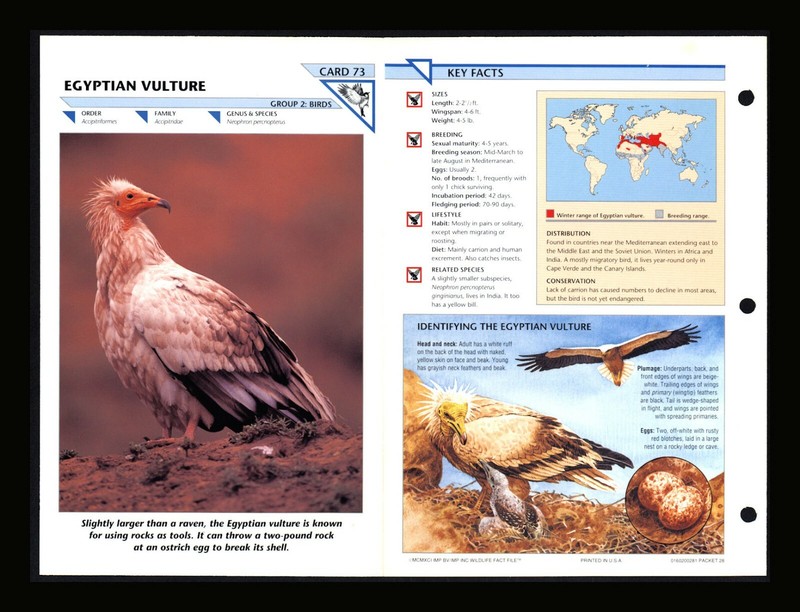 Egyptian Vulture Wild Life Fact File Bird Animal Card Home School Study 2.73
