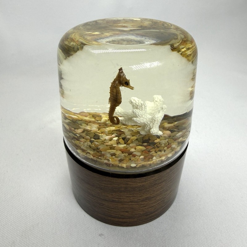 Nature Gems Sea Horse Educational Embedments Glass Resin USA Kitsch EUC VTG MCM