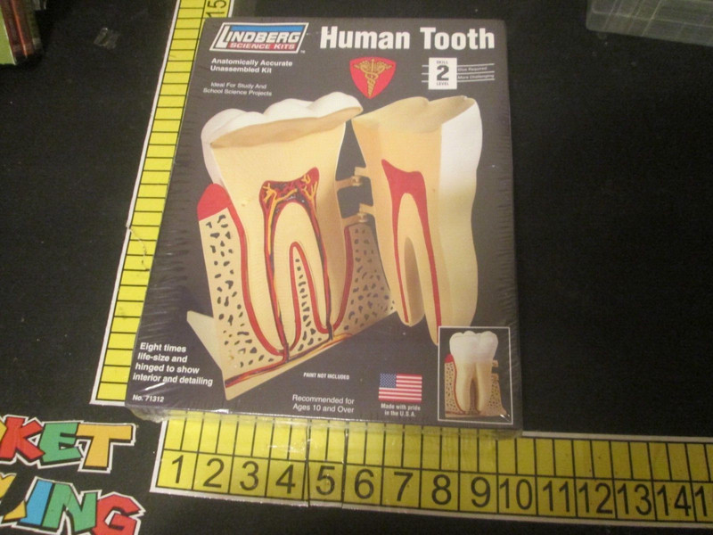 Lindberg Science Kits Human Tooth Skill Level 2