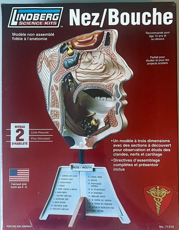 Lindberg Nose Mouth Model Anatomically Accurate 11″ Science Kit 71310 STEM