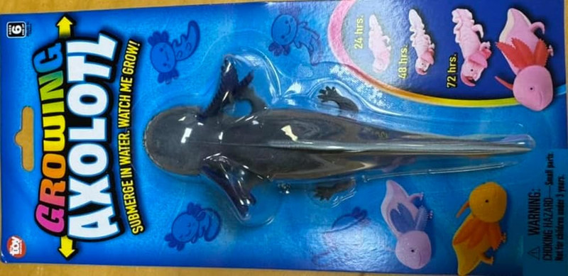 Growing Axolotl Water Toy, Grows from 6 to 12 Inches – Individual Blister Card,