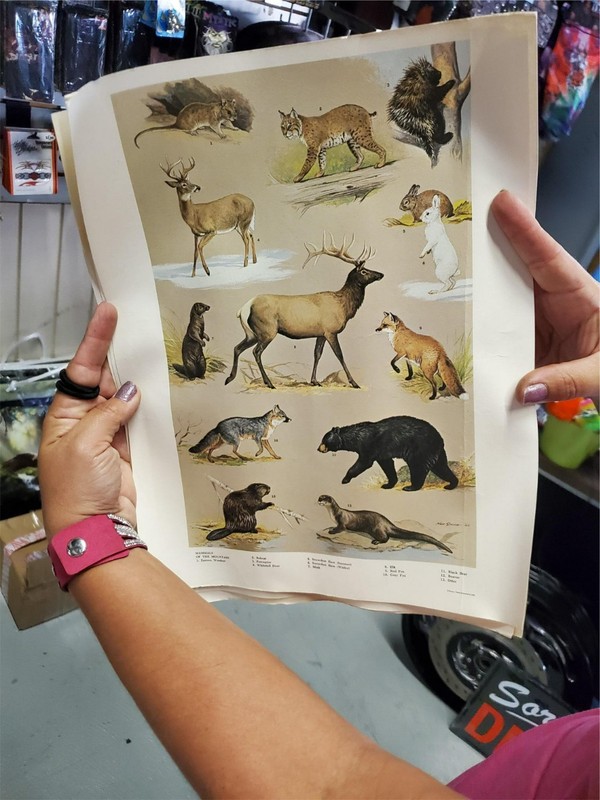 VTG PENNA. GAME COMMISSION 1965 MAMMALS OF THE MOUNTAIN POSTER-NED SMITH ’64