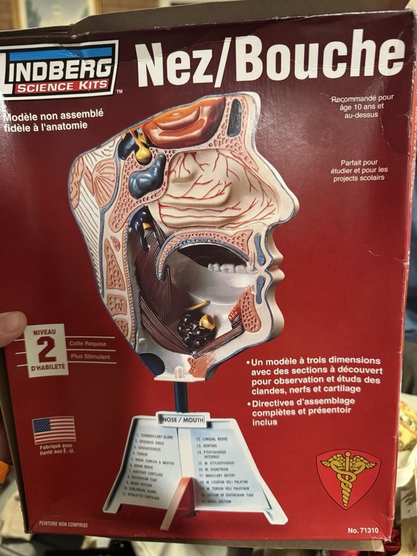 Nose Mouth Model Kit STEM Ages 10+ Lindberg Made in USA-new Opened Box