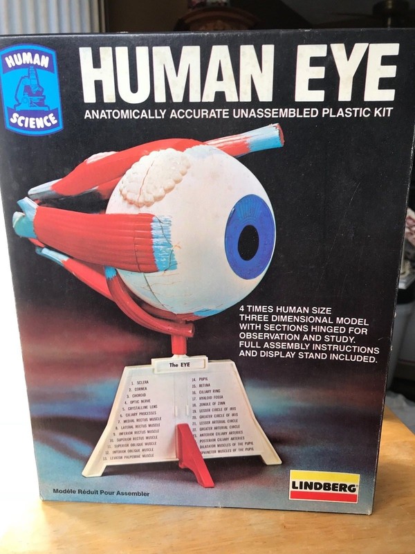 1982 LINDBERG Human Eye Anatomically Accurate UNASSEMBLED Plastic Model Kit 1336
