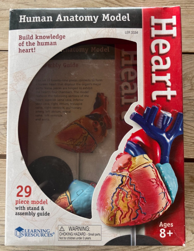 Human Anatomy Model Heart 29 Pieces Ages 8+ Learning Resources Assembly Guide