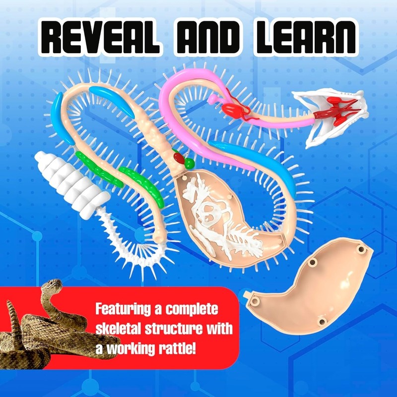 Rattlesnake Super Lab Kit for Kids, Synthetic Dissection Kids Science Kit to ... gallery