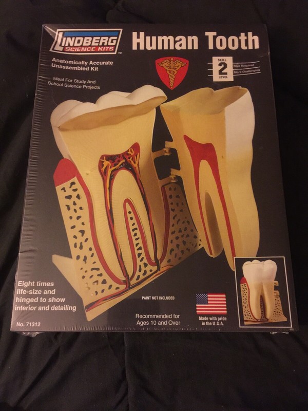 Lindberg Science Kits Human Tooth Anatomically Accurate Model Tooth Sealed L1