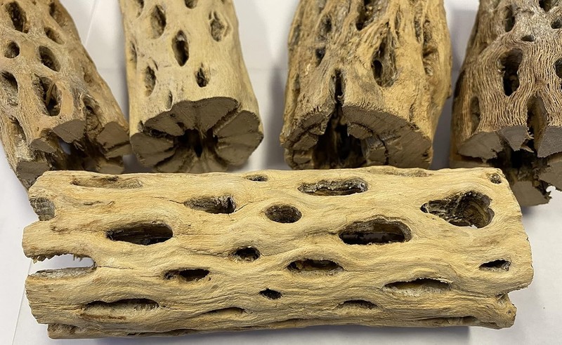 XL Cholla Wood Hollow Tube 6in x Up to 2in - Natural Aquarium & Terrarium Decor gallery