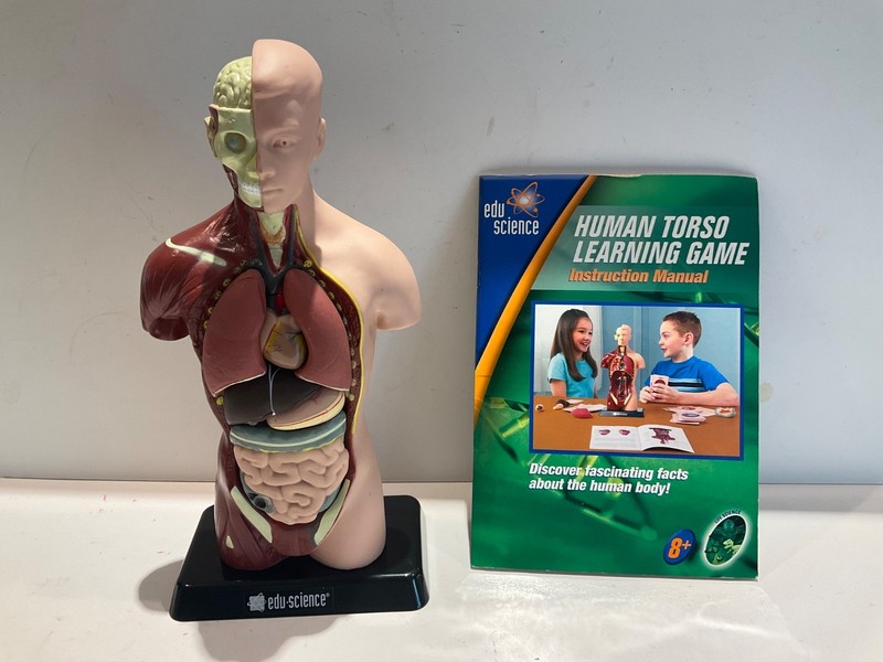 Human Torso model Home School Edu Science Kit with Working Stethoscope anatomy