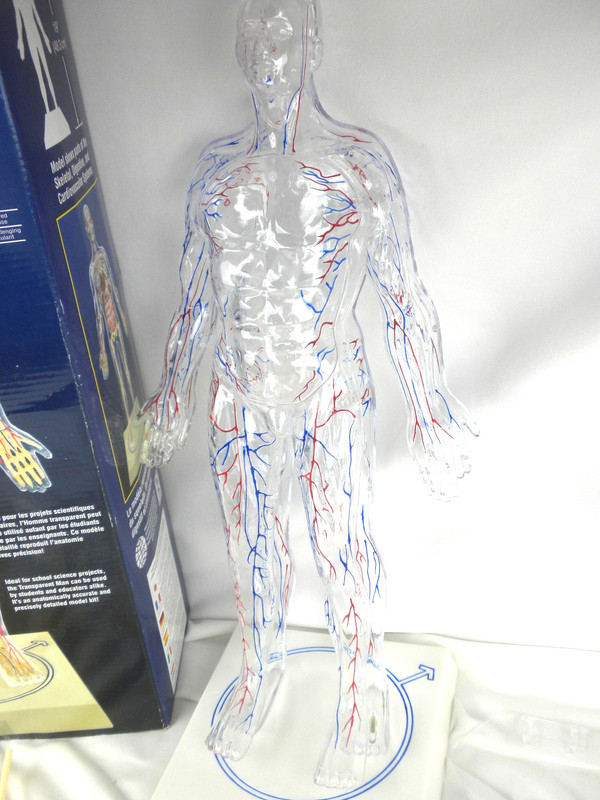 Lindberg Transparent Man Science Anatomy Model Kit # 76009 Open Box- Complete gallery