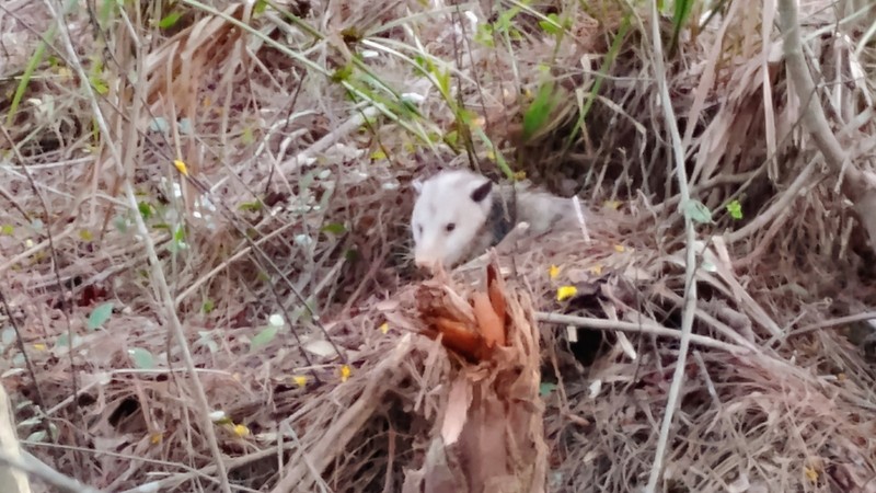 Possum
