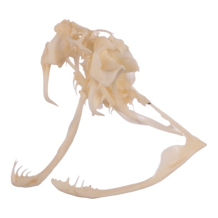 🔥Western Diamondback Rattlesnake Snake Skull Puzzle 38p FANGS SPECIMEN SK24