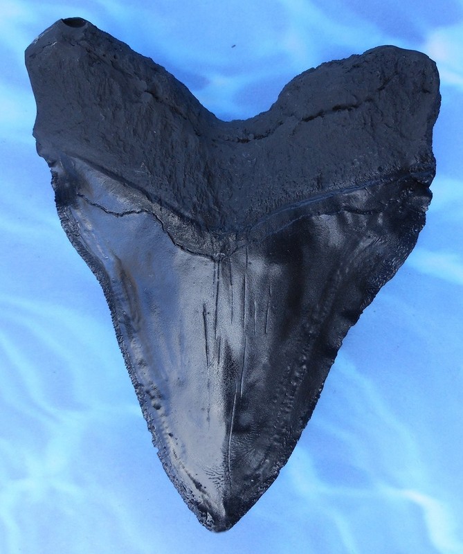 Massive 6-Inch Megalodon Shark Tooth, with serrations(Replica) Small, Black gallery