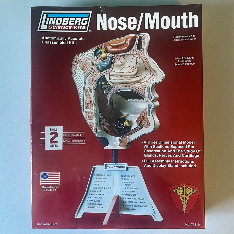 Lindberg Nose Mouth Model Anatomically Accurate 11″ Science Kit 71310 STEM