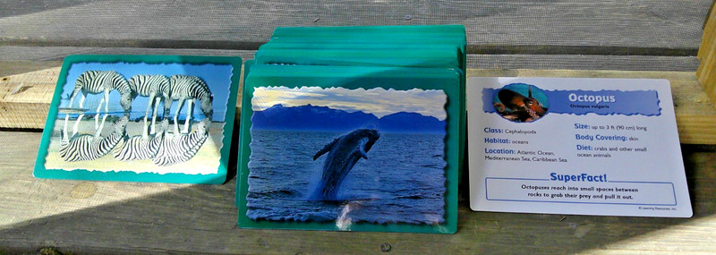 99 Learning Resourced Animal Classifying Cards ~ Desert ~ Forest ~ Ocean ~ 7″x5″