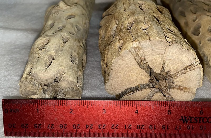 XL Cholla Wood Hollow Tube 6in x Up to 2in - Natural Aquarium & Terrarium Decor gallery