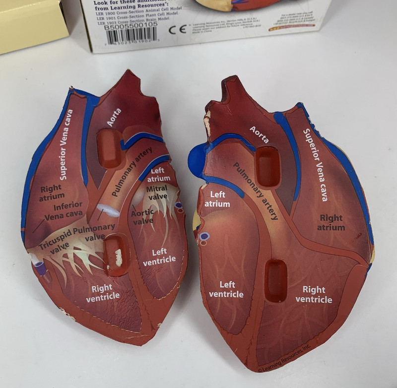 Cross Section HEART Model Learning Resources LER 1902 Soft Foam Anatomy Grade 2+
