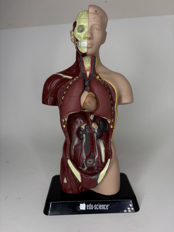 Human Man Organ Torso Science Figure 10.5 Inches Tall Anatomical Anatomy Biology gallery