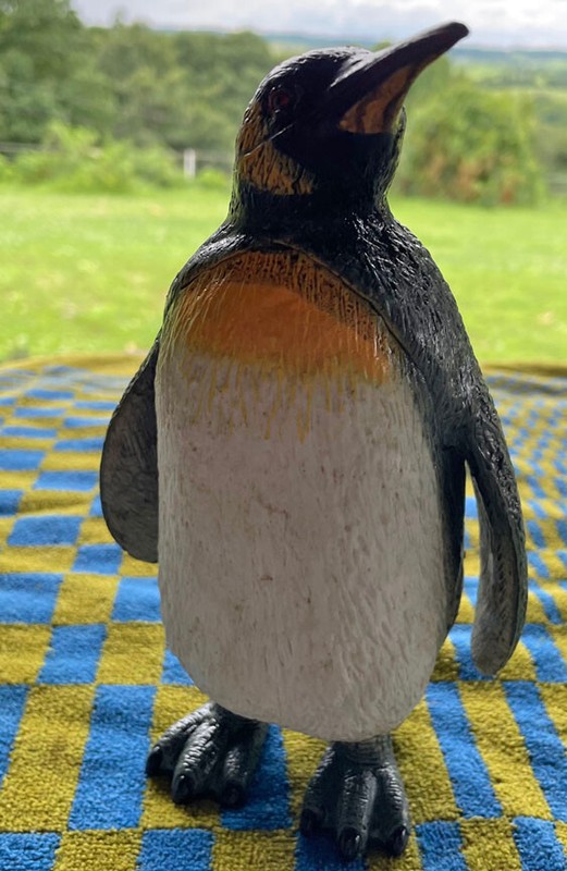 Emperor Penguin - AAA - Large gallery