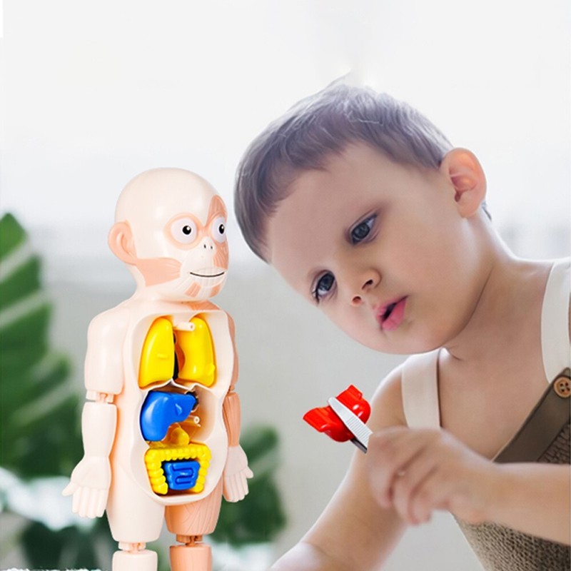 3D Human Body Organ Structure Anatomy Scientific Model Kit Education Toy for Kid gallery