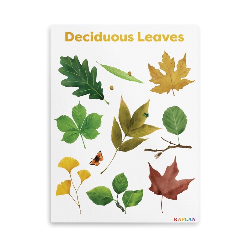 Kaplan Early Learning Deciduous Leaves Giclee 18″ x 24″ Wall Print