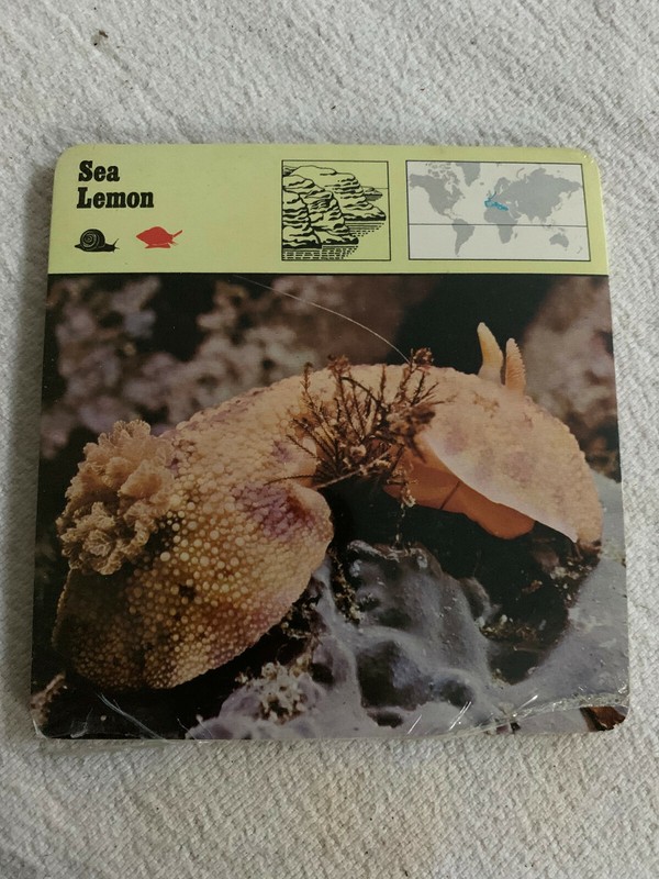1977 Editions Rencontre S.A. Lausanne Animal Flash Cards Sea Lemon 24-Pack