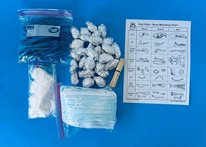 Owl Pellet Dissection Kit 30 Count Medium Pellets (1.5-2 inch)