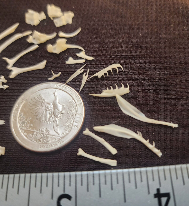 🔥Western Diamondback Rattlesnake Snake Skull Puzzle 38p FANGS SPECIMEN SK24 gallery