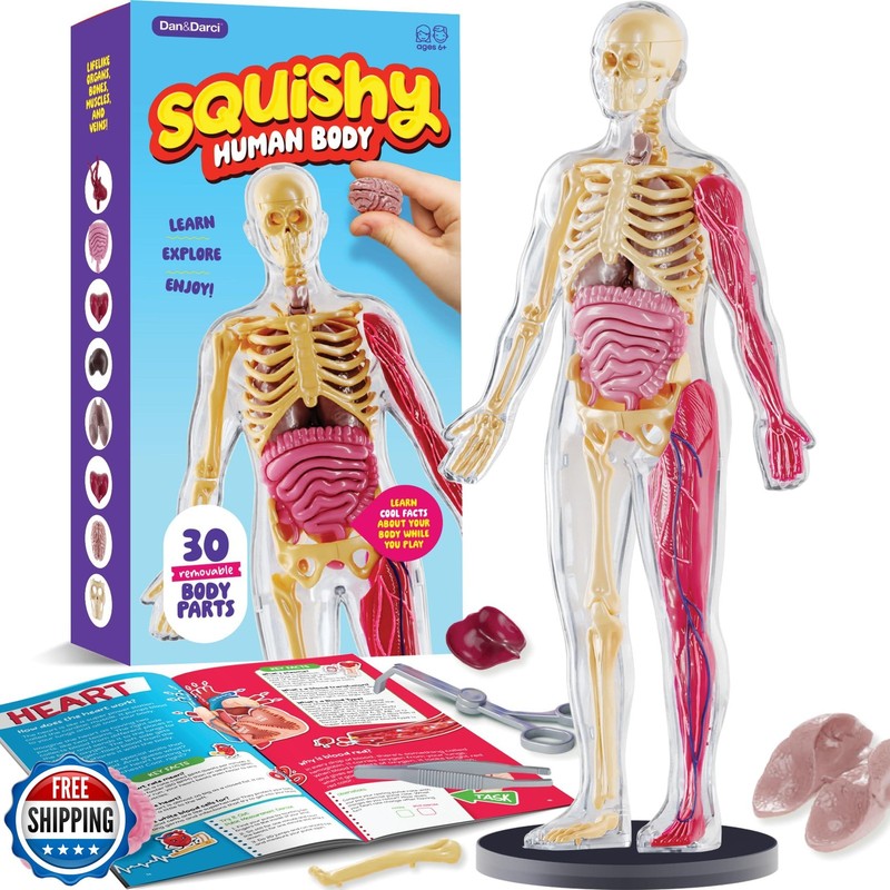 DanandDarci Human Anatomy Squishy Body Model – Science Kits for K