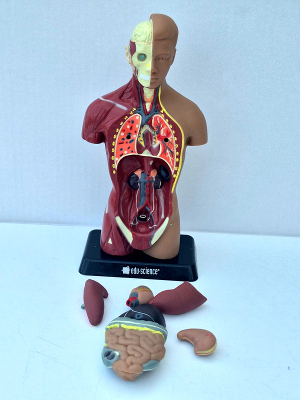 Human Anatomy Put Together Body Part Puzzle Internal Body Learning complete (D)