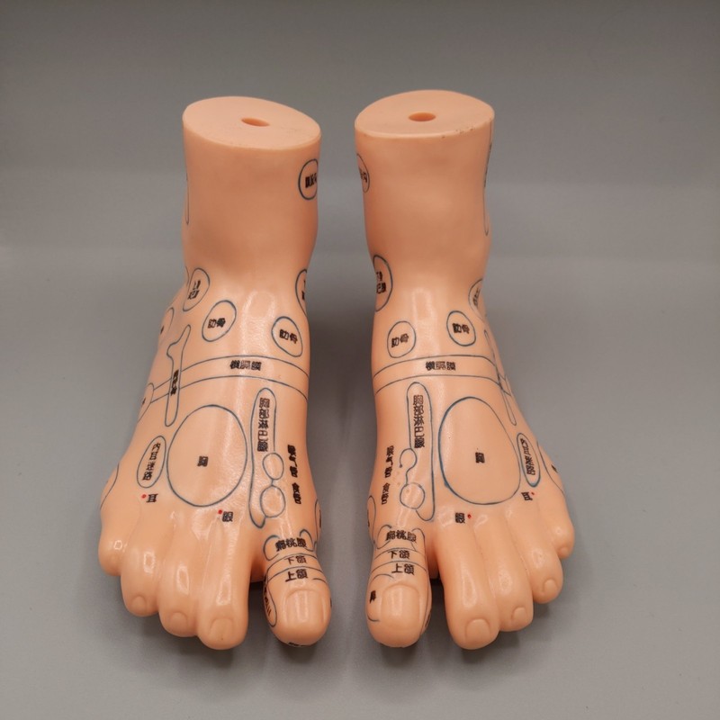 Set of 2pcs Human Feet Reflexology Acupoint Model shipping from the US gallery