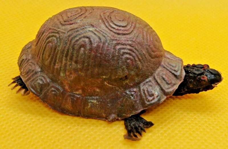Vintage Realistic Box Turtle Rubber/Hard Plastic Hong Kong Aprox 3 IN.