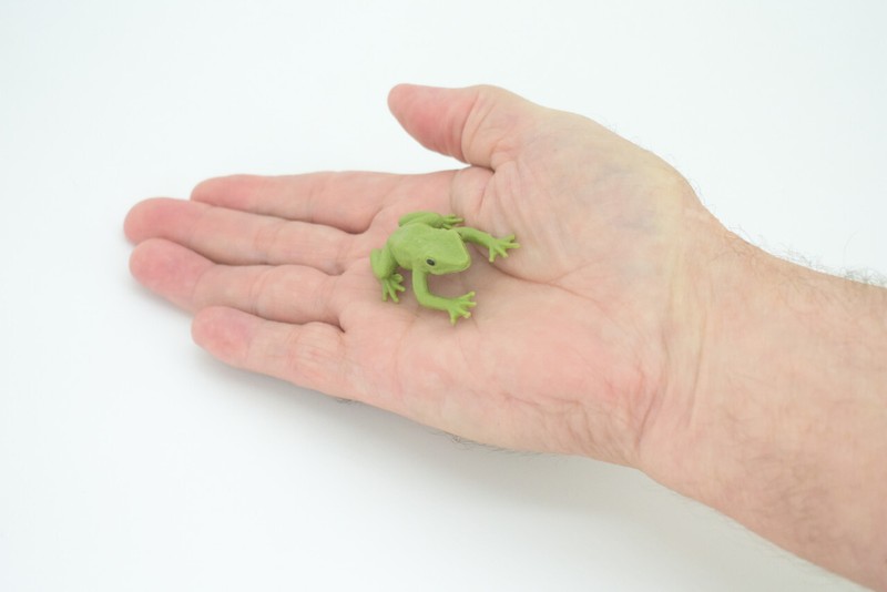 Green Tree Frog, Dumpy Treefrog Realistic Hand Painted Rubber Model 2 " SF69 B58 gallery