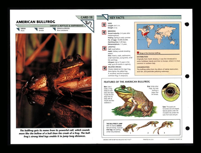 American Bullfrog Wildlife Fact File Reptile Animal Card Home School Study 3.19