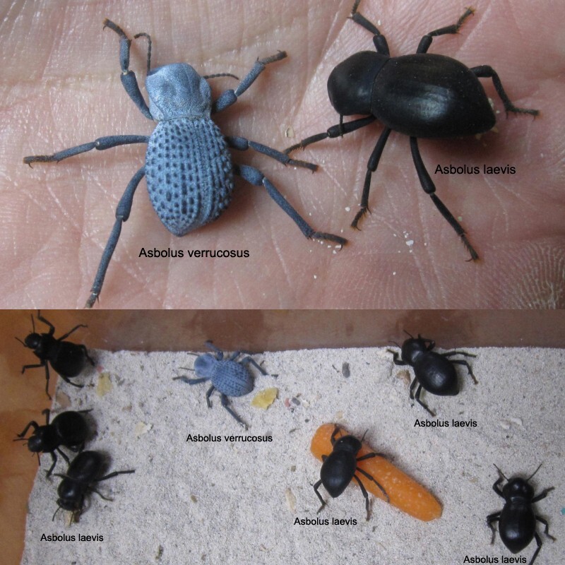 Smooth Dth Feigning Beetlee (Group of 6!) Asbolus laevis (cohabitate with BDFBs) gallery