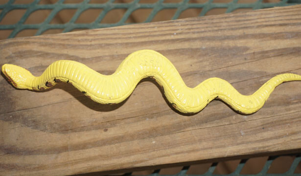 Python Replica - Little Slithering AAA Polyvinyl gallery