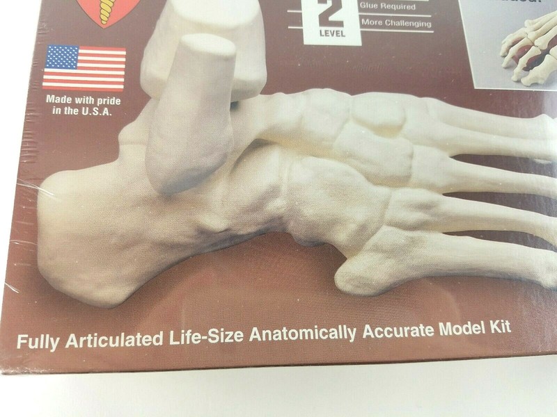 Skeletal Foot by Lindberg Science Kits Fully Articulated Life-Size Model Kit NEW gallery