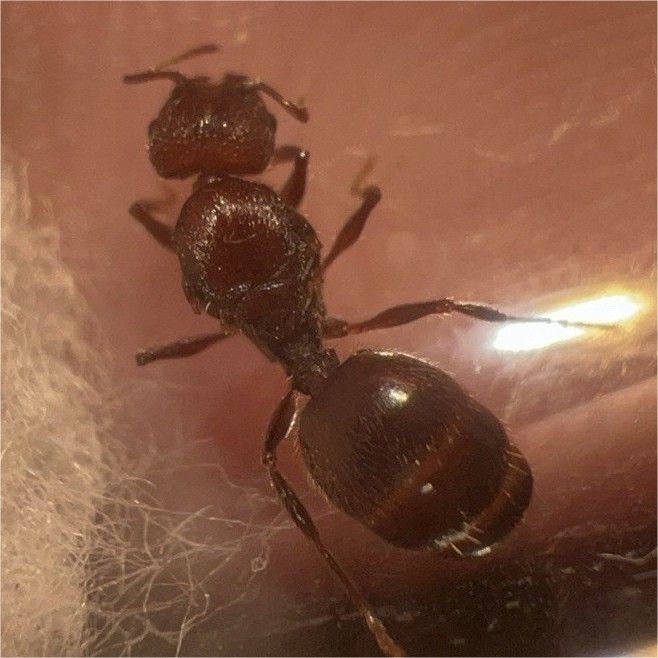 Test Tube for LARGE IMPORTED BIG HEADED ANT QUEEN, Pheidole obscurithorax. Fresh