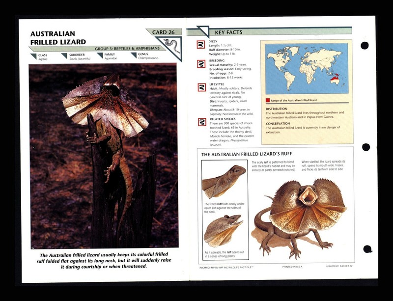 Australian Frilled Lizard Wildlife Fact File Reptile Animal Card Home School