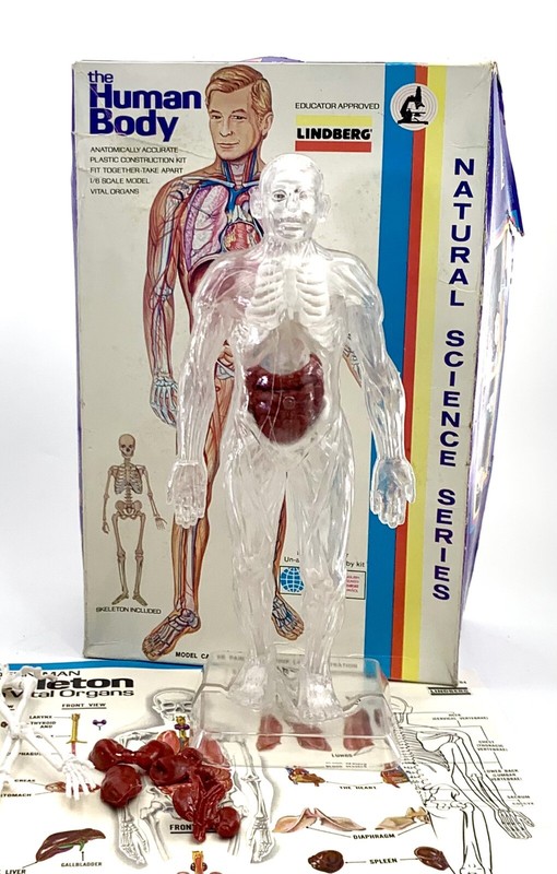 Human Body Model Kit Lindberg Natural Science Series Vintage Toy Gift