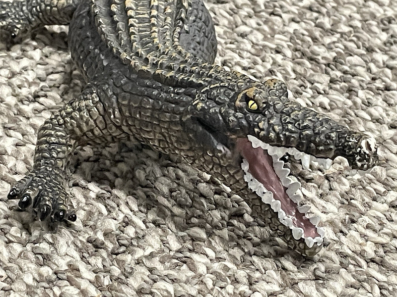 Alligator Crocodile Open Mouth Canna Educational Wildlife African Jungle 12″