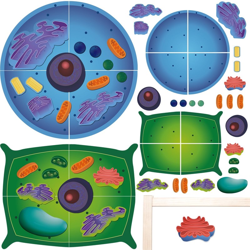 2 Set Magnetic Animal and Plant Cell Anatomy Model Clearly Labeled Animal…