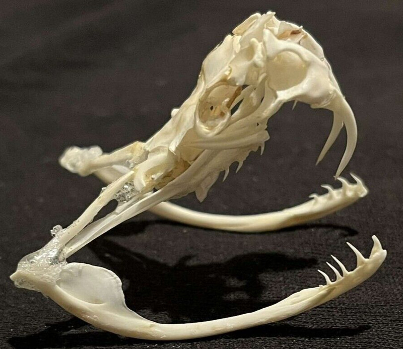 4 Puzzles!! Western Diamondback Rattlesnake Snake Skull FANGS SPECIMEN SK4C
