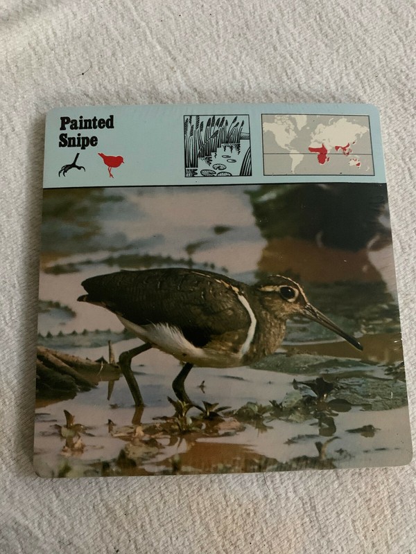 1977 Editions Rencontre S.A. Lausanne Animal Flash Cards Painted Snipe 24-Pack