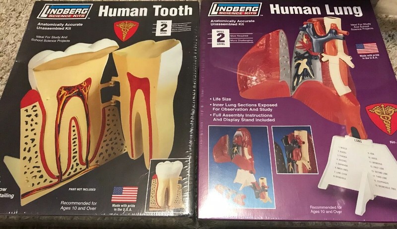 New Lindberg Science Kit Lot Human Lung Anatomy & Tooth Model New Factory Sealed