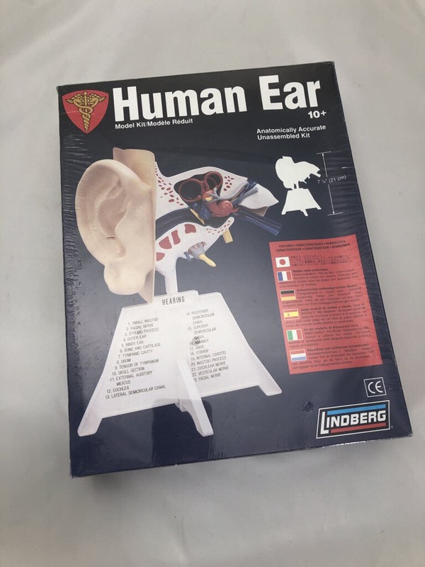 Skilcraft Human Ear Anatomically Accurate Kit Teaching Aid or Unassembled Kit