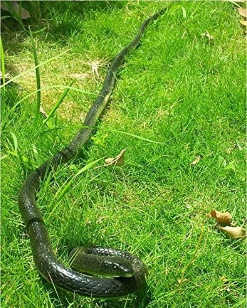 Lifelike 47" Rubber Snake Toy gallery